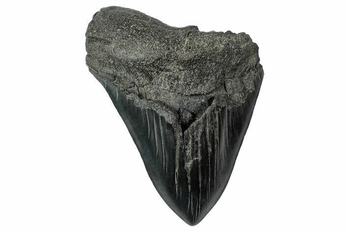 Bargain, Fossil Megalodon Tooth - South Carolina #340206